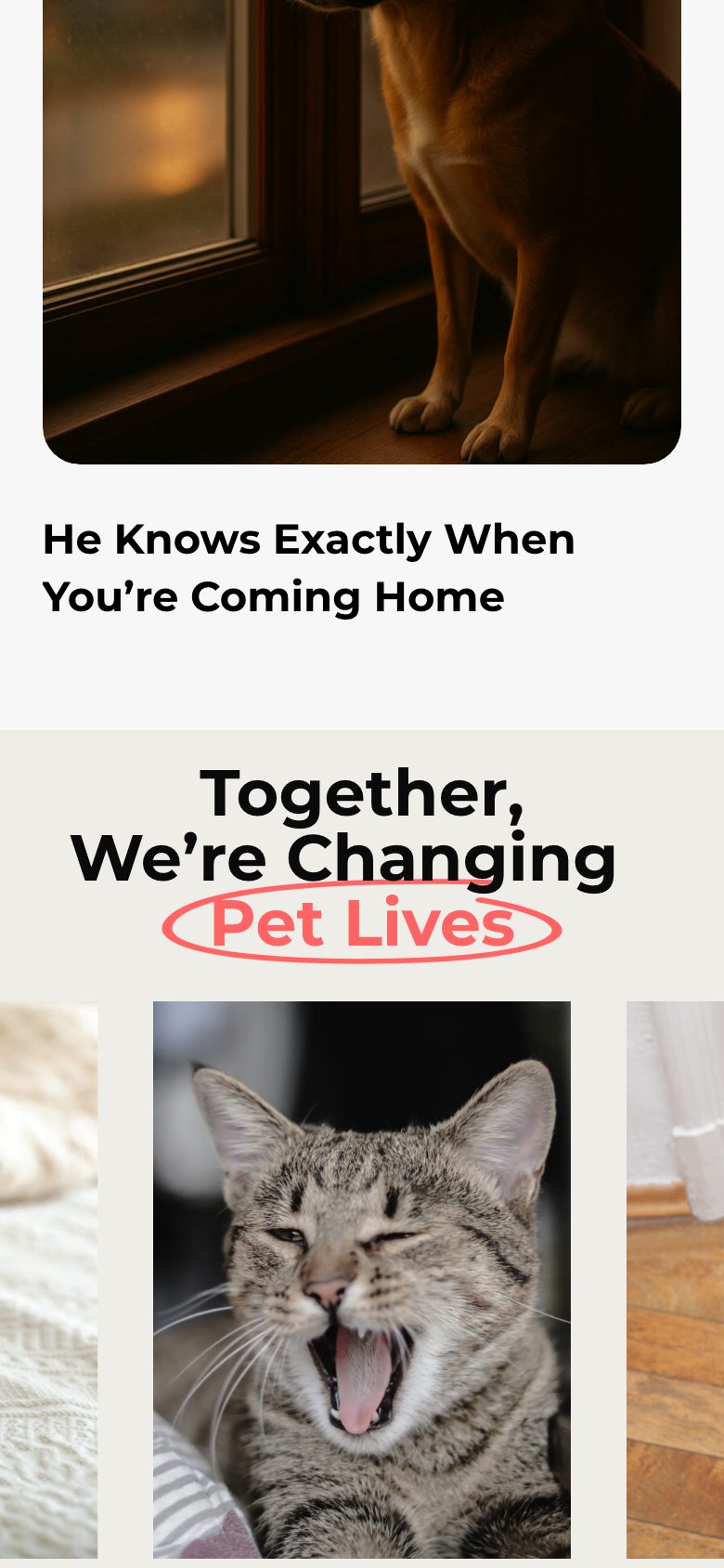 777 Pets — mobile screen 4